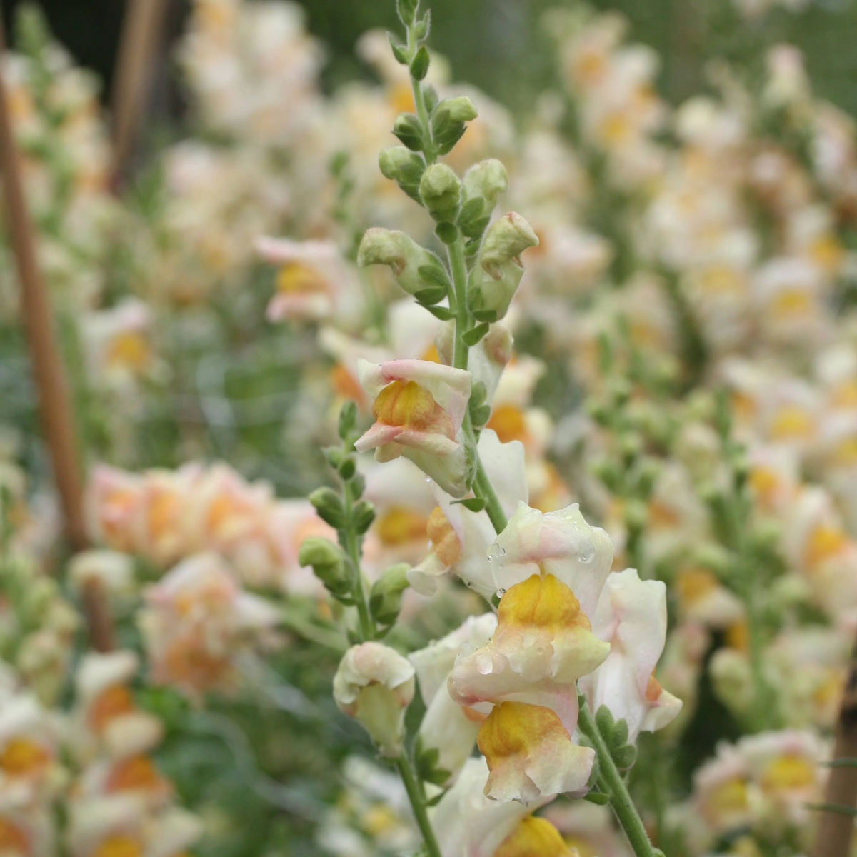 Costa Apricot Snapdragon Seeds - Cold Resistant, Potted, 30 seeds