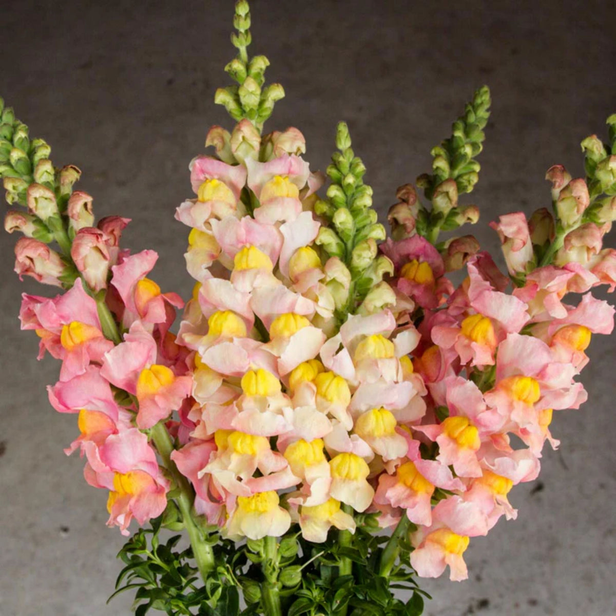 Costa Apricot Snapdragon Seeds - Cold Resistant, Potted, 30 seeds