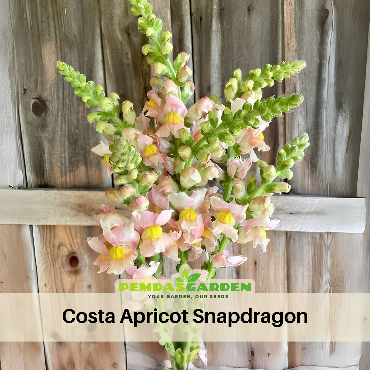 Costa Apricot Snapdragon Seeds - Cold Resistant, Potted, 30 seeds