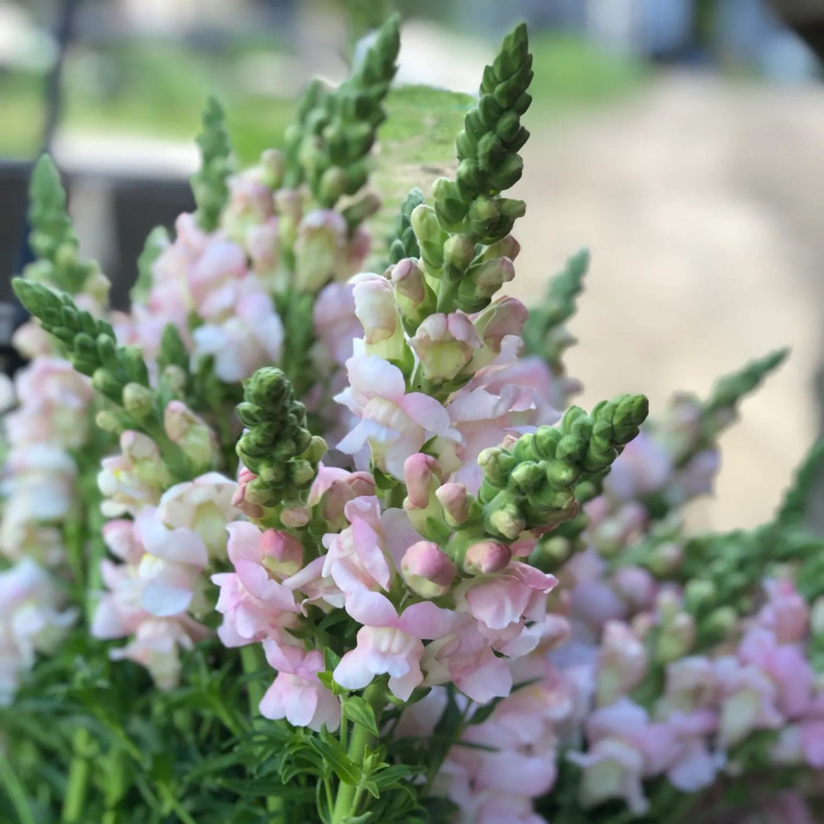 Costa Silver Snapdragon Seeds - Cold Resistant, 30 seeds