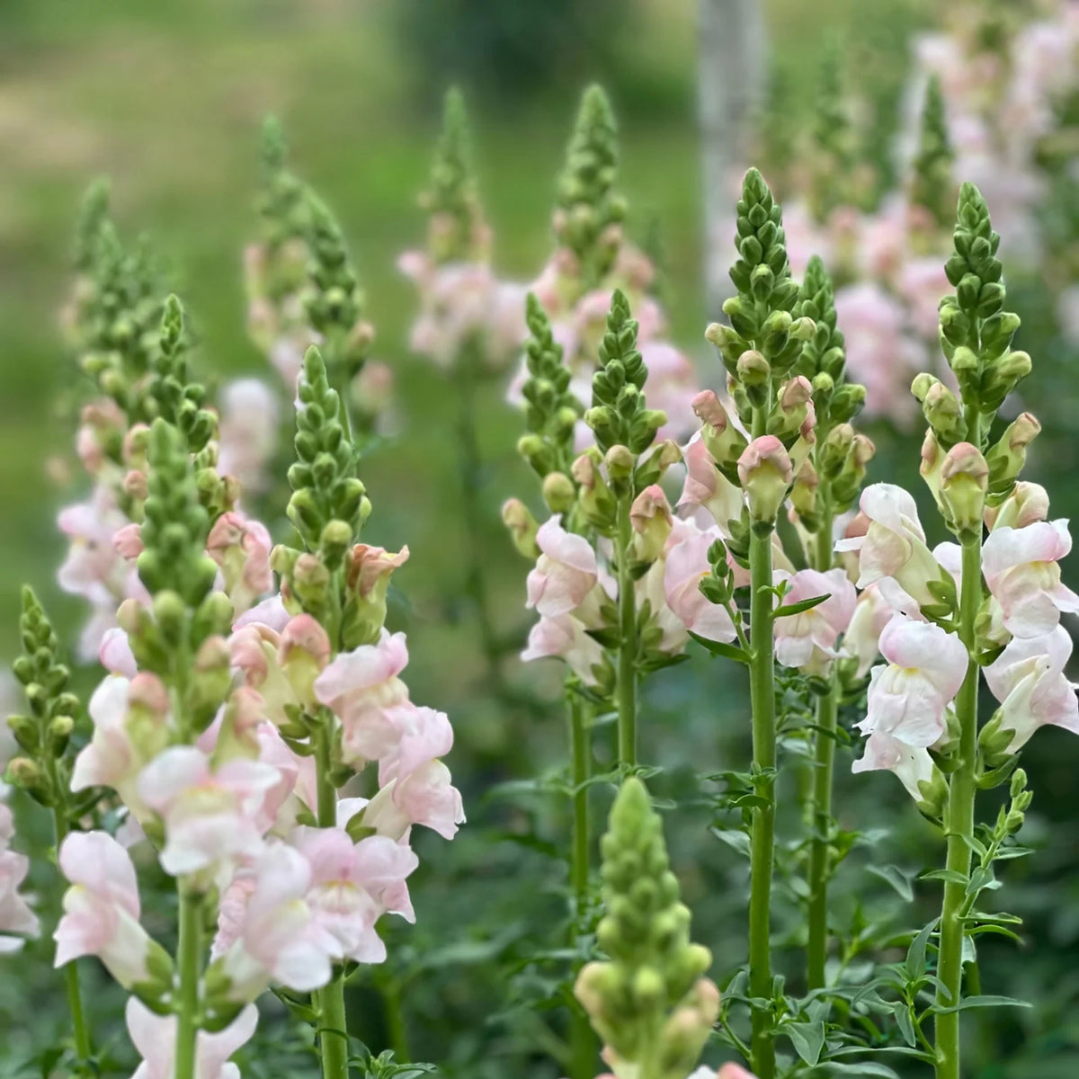 Costa Silver Snapdragon Seeds - Cold Resistant, 30 seeds