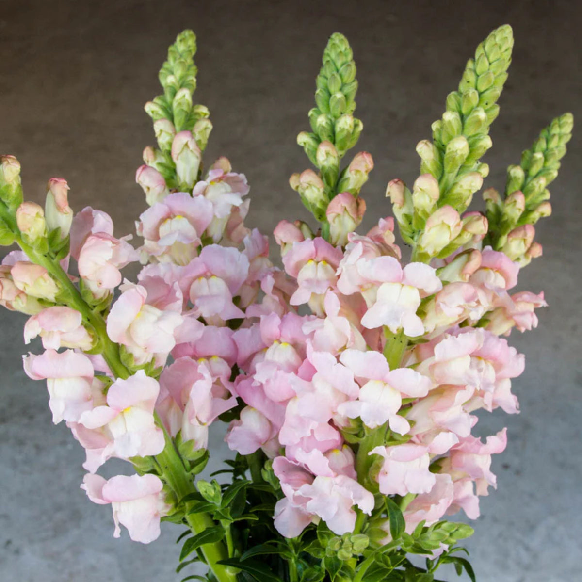 Costa Silver Snapdragon Seeds - Cold Resistant, 30 seeds