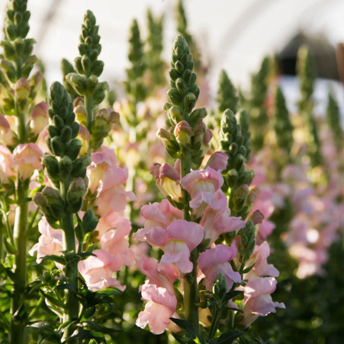 Costa Silver Snapdragon Seeds - Cold Resistant, 30 seeds