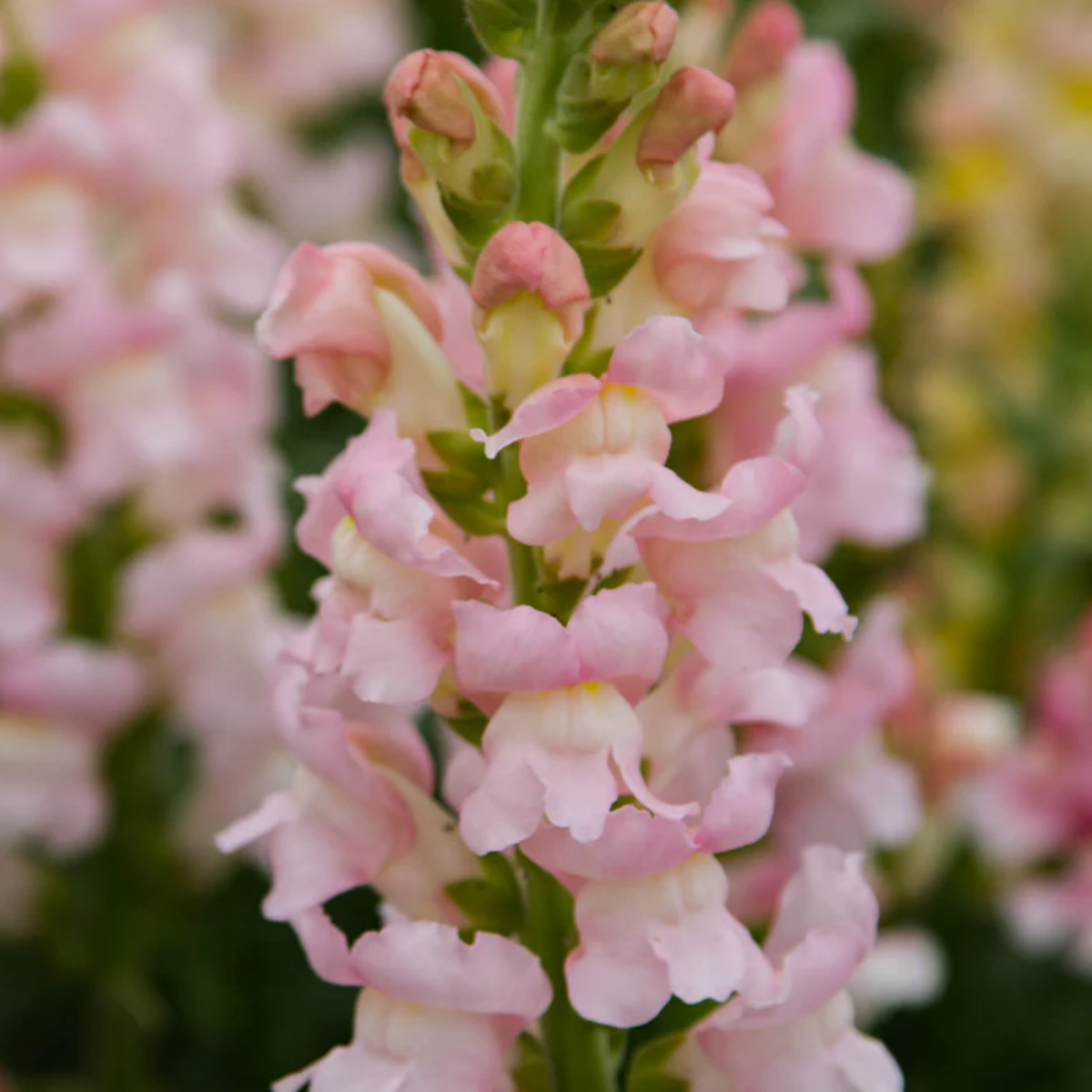 30 Seeds| Costa Silver Snapdragon Seeds - Cold Resistant -Attracts pollinators - Open-Pollinating - Plant before the frost/after frost - #53