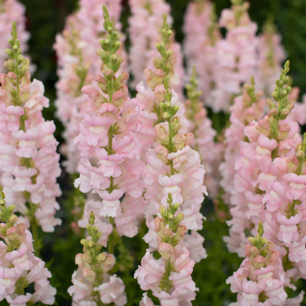 Costa Silver Snapdragon Seeds - Cold Resistant, 30 seeds