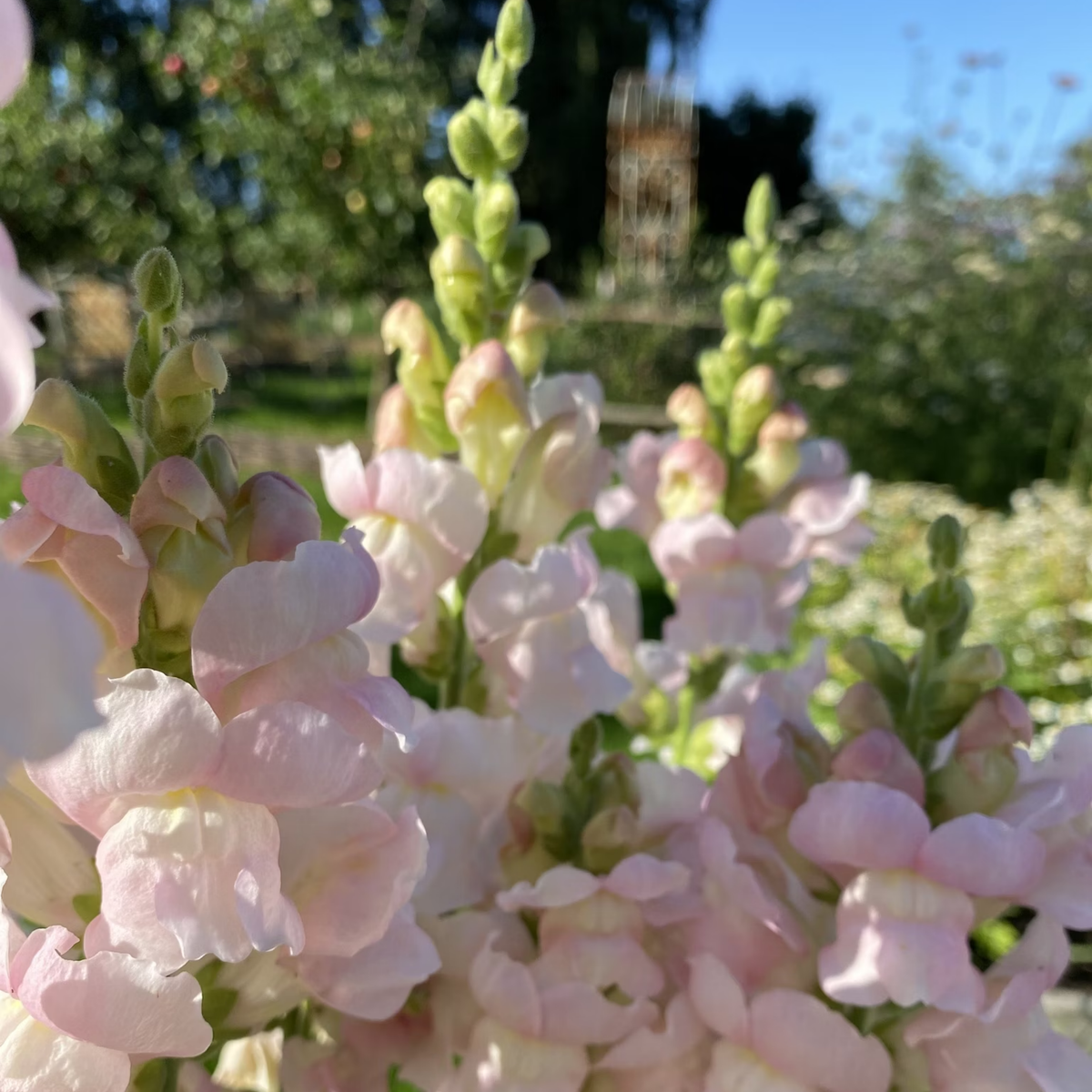 30 Seeds| Costa Silver Snapdragon Seeds - Cold Resistant -Attracts pollinators - Open-Pollinating - Plant before the frost/after frost - #53