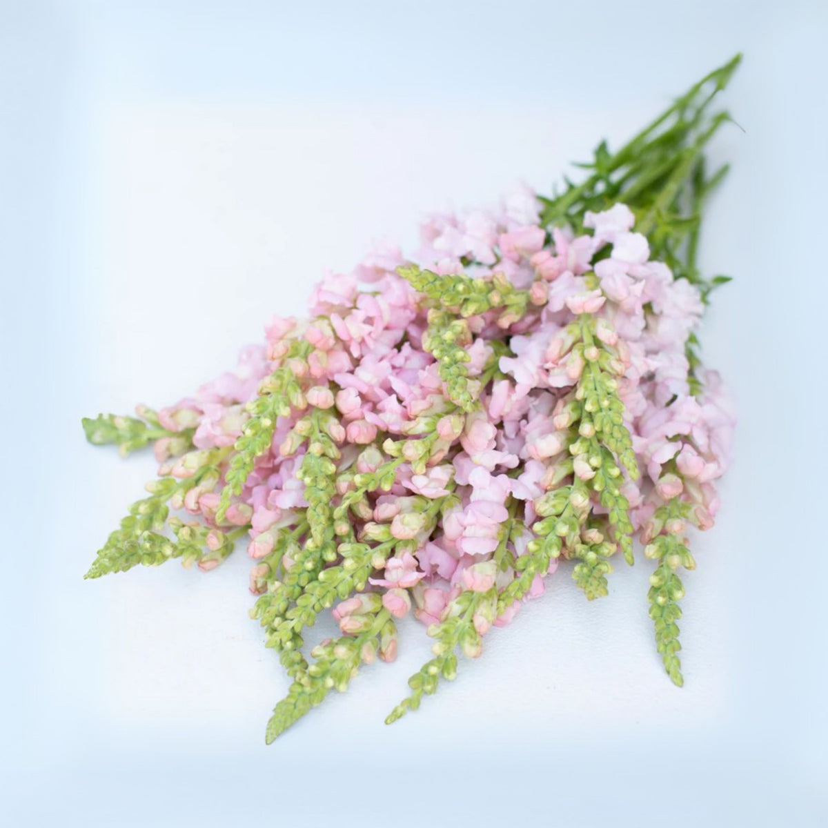 Costa Silver Snapdragon Seeds - Cold Resistant, 30 seeds