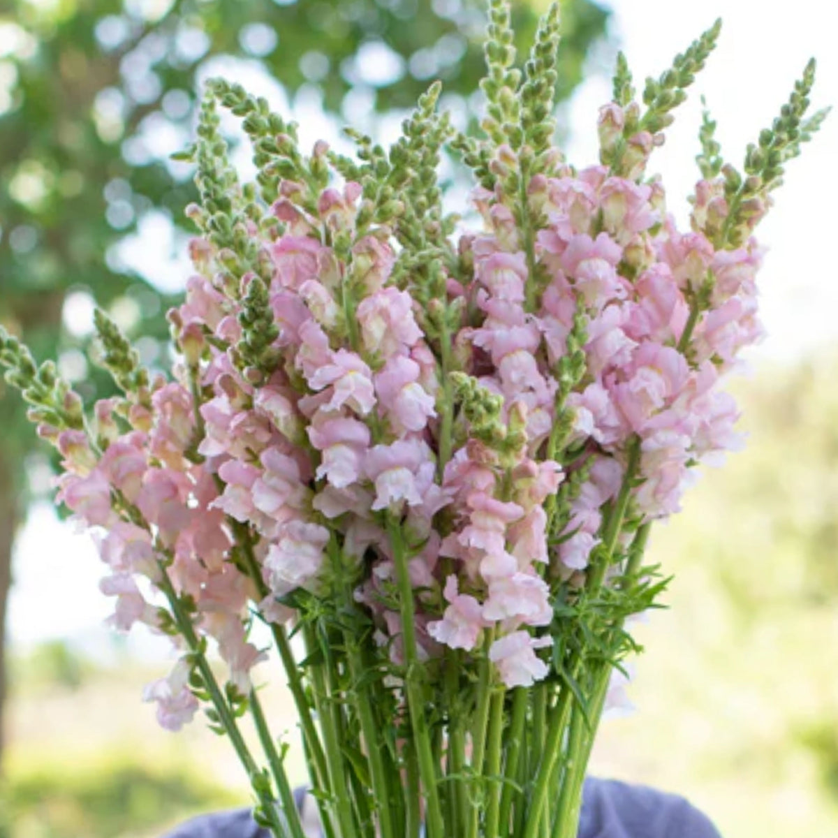 Costa Silver Snapdragon Seeds - Cold Resistant, 30 seeds