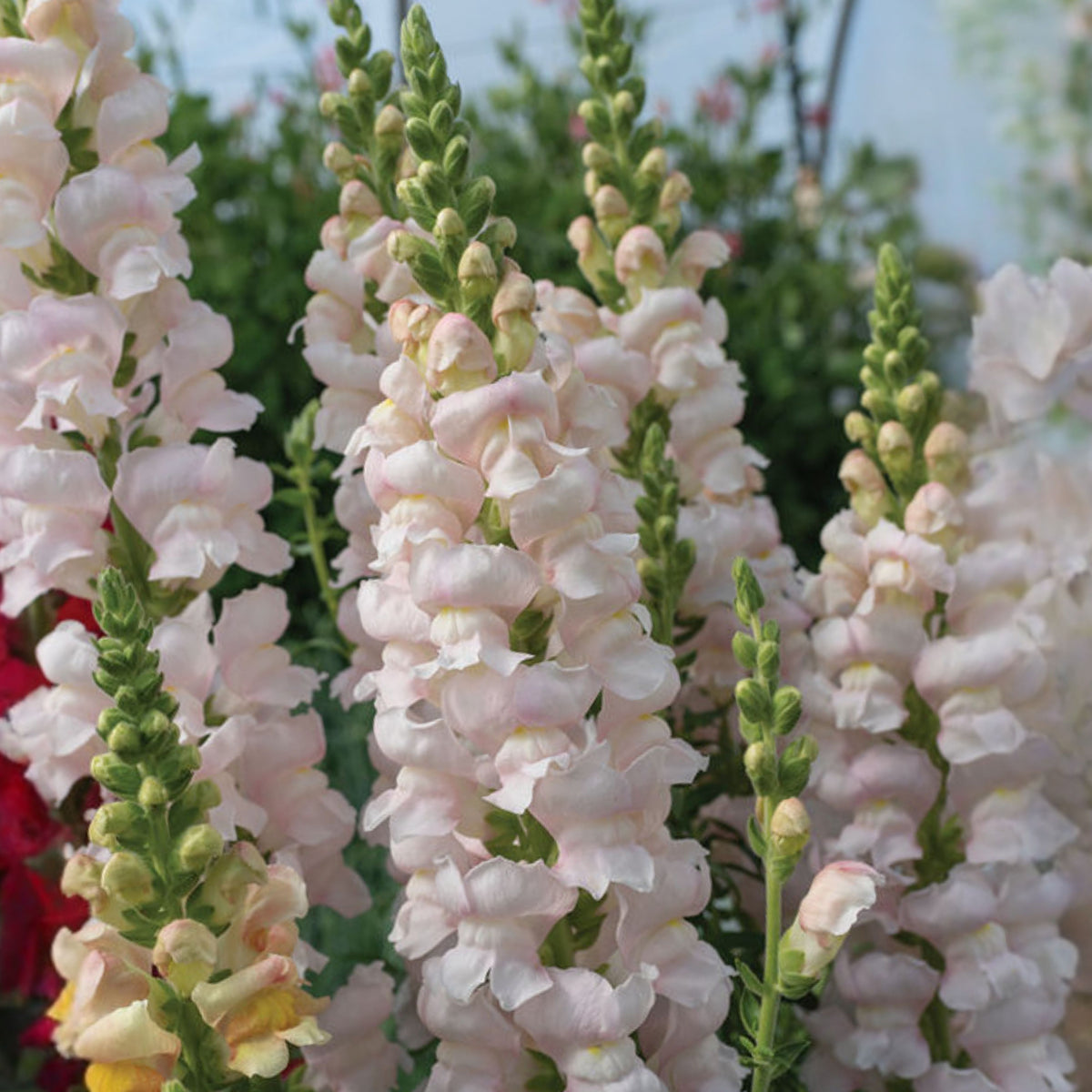 Costa Silver Snapdragon Seeds - Cold Resistant, 30 seeds