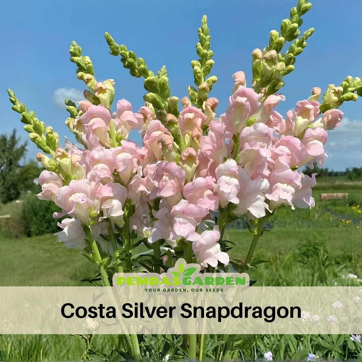 Costa Silver Snapdragon Seeds - Cold Resistant, 30 seeds