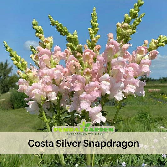 Costa Silver Snapdragon Seeds - Cold Resistant, 30 seeds