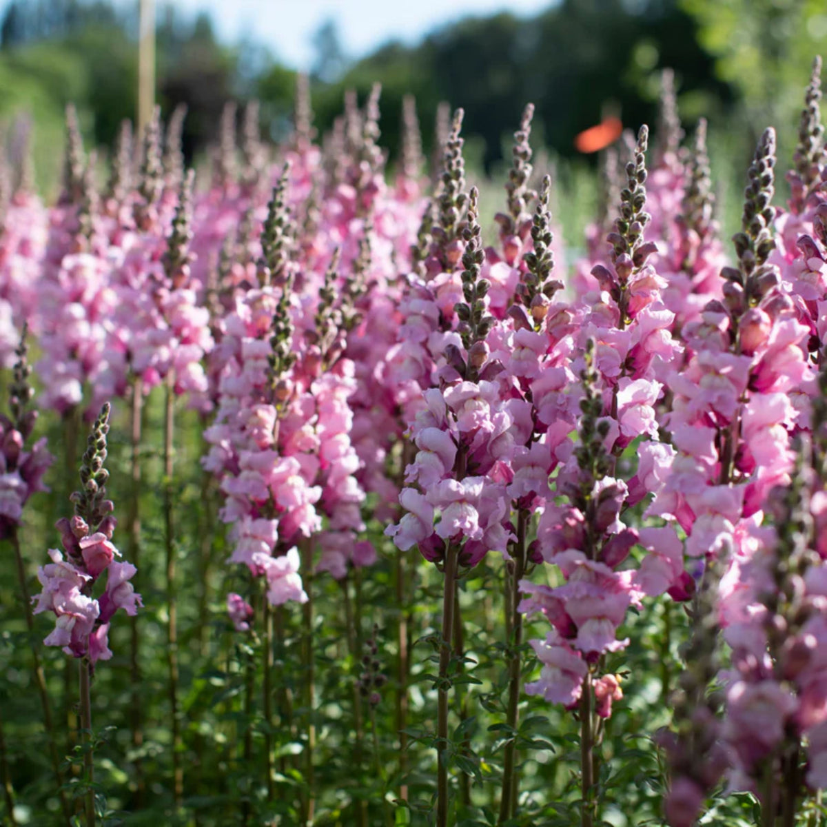 Costa Lavender Snapdragon Seeds - Cold Resistant, Potted, 30 seeds