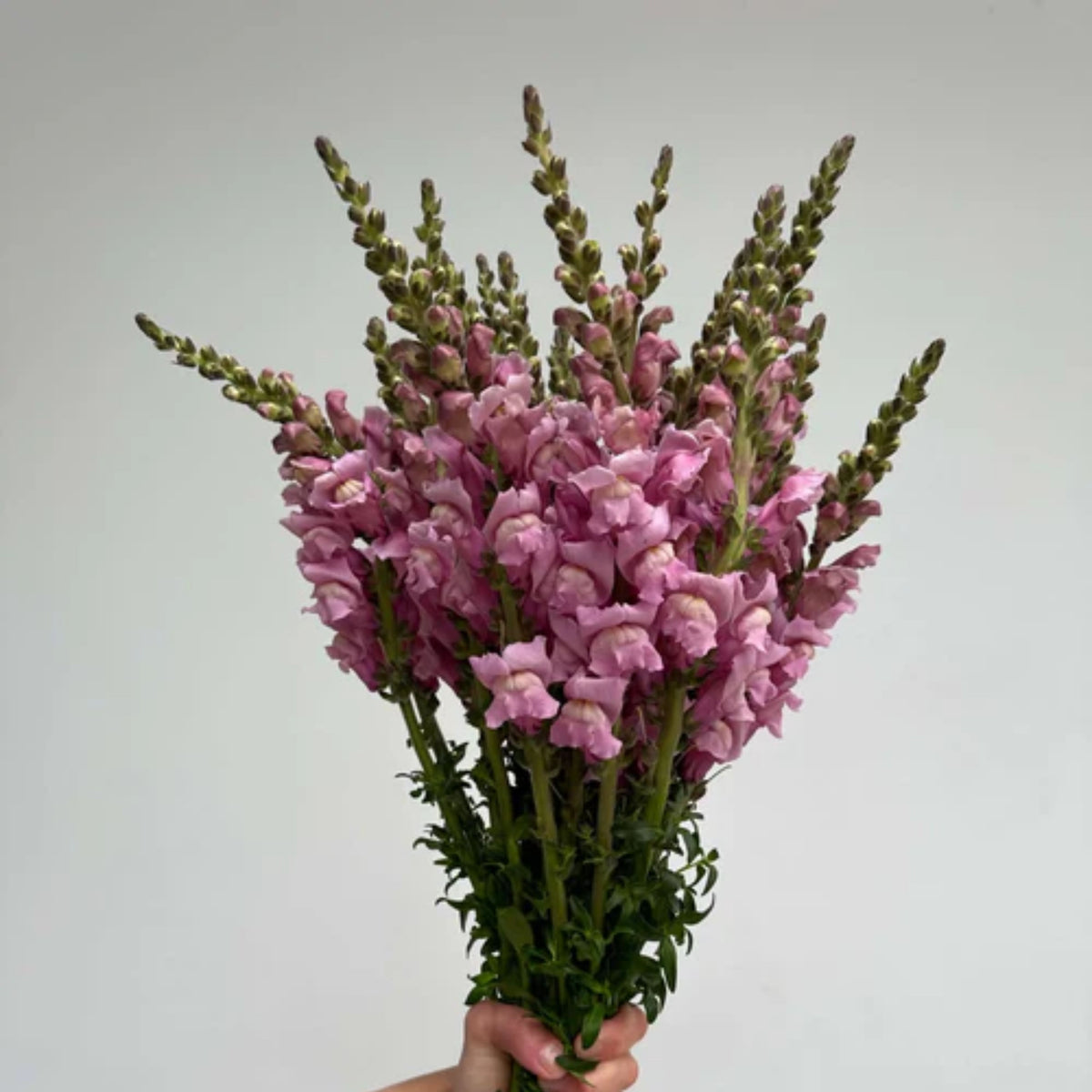 Costa Lavender Snapdragon Seeds - Cold Resistant, Potted, 30 seeds