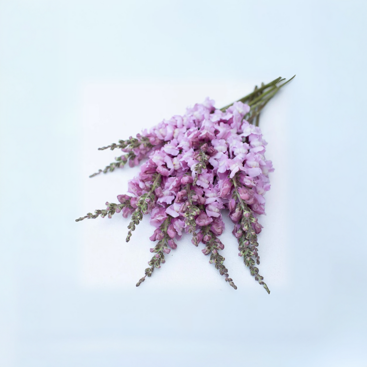 Costa Lavender Snapdragon Seeds - Cold Resistant, Potted, 30 seeds