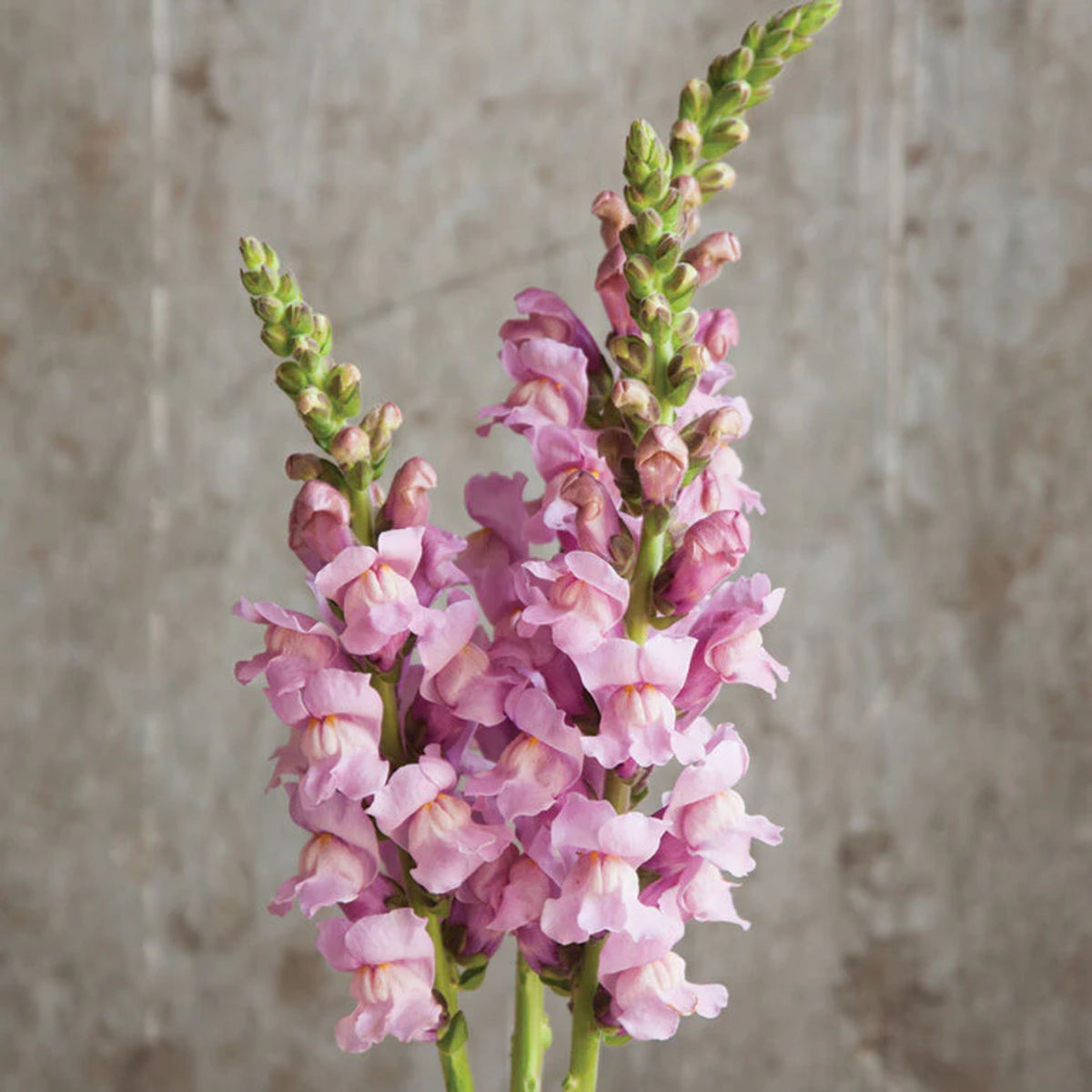 Costa Lavender Snapdragon Seeds - Cold Resistant, Potted, 30 seeds