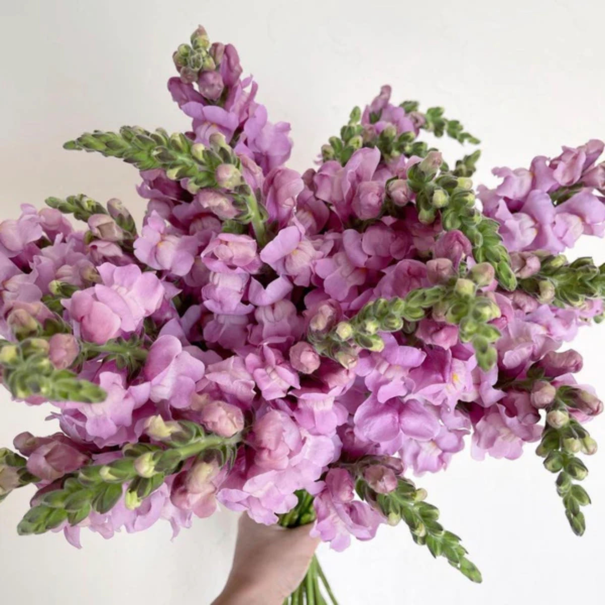 Costa Lavender Snapdragon Seeds - Cold Resistant, Potted, 30 seeds