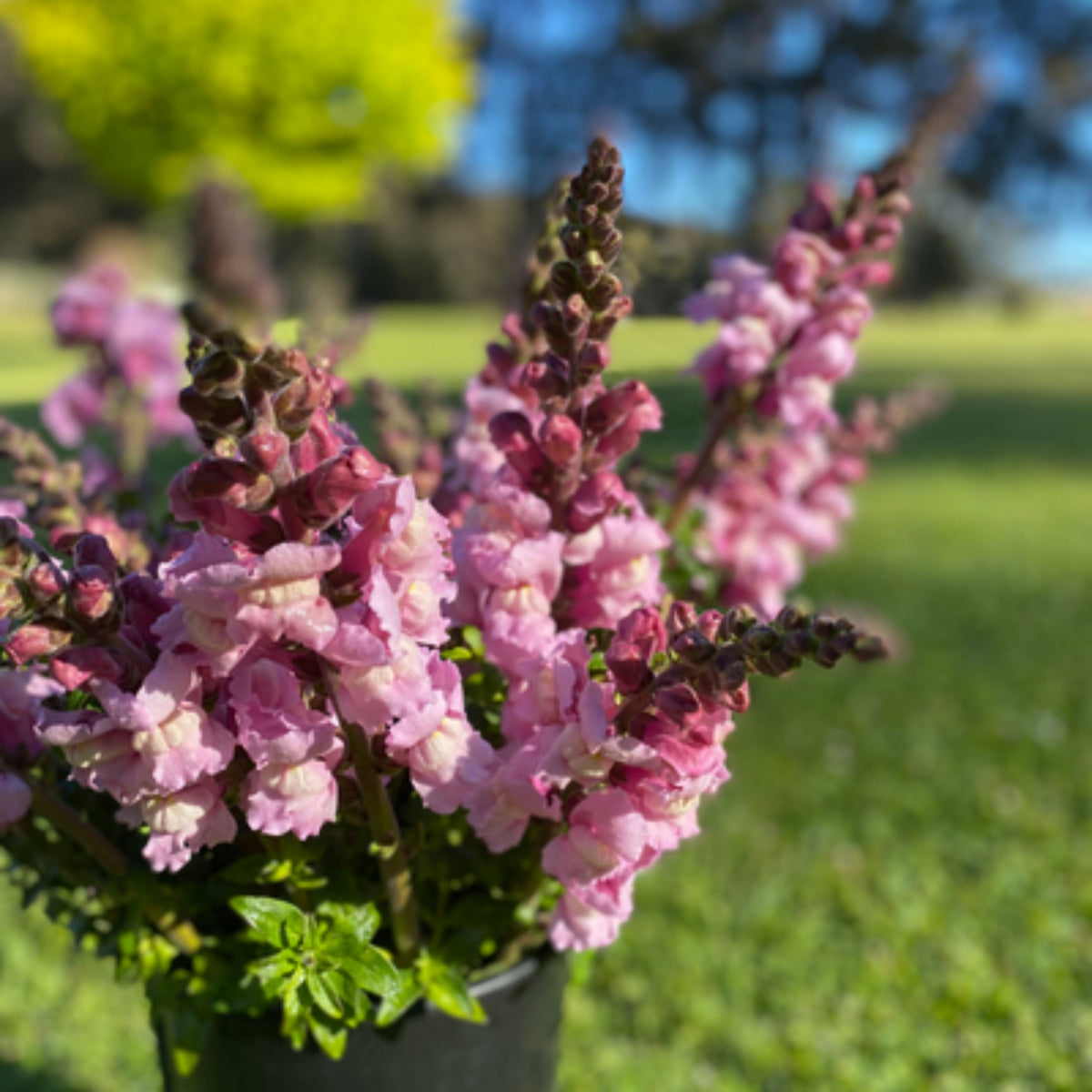 Costa Lavender Snapdragon Seeds - Cold Resistant, Potted, 30 seeds