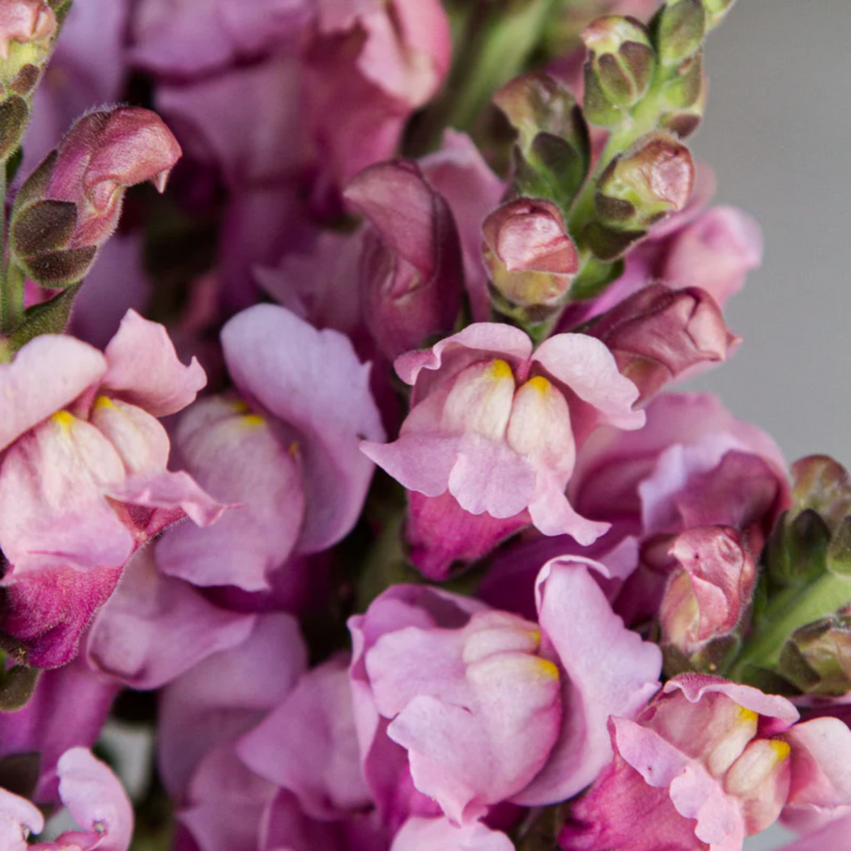 Costa Lavender Snapdragon Seeds - Cold Resistant, Potted, 30 seeds