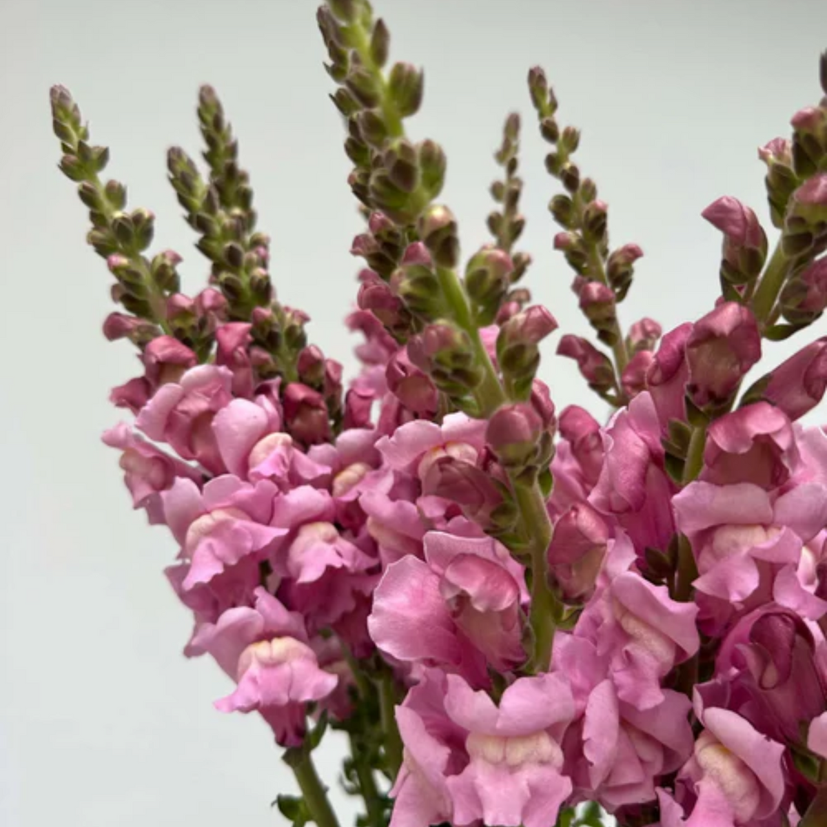 Costa Lavender Snapdragon Seeds - Cold Resistant, Potted, 30 seeds