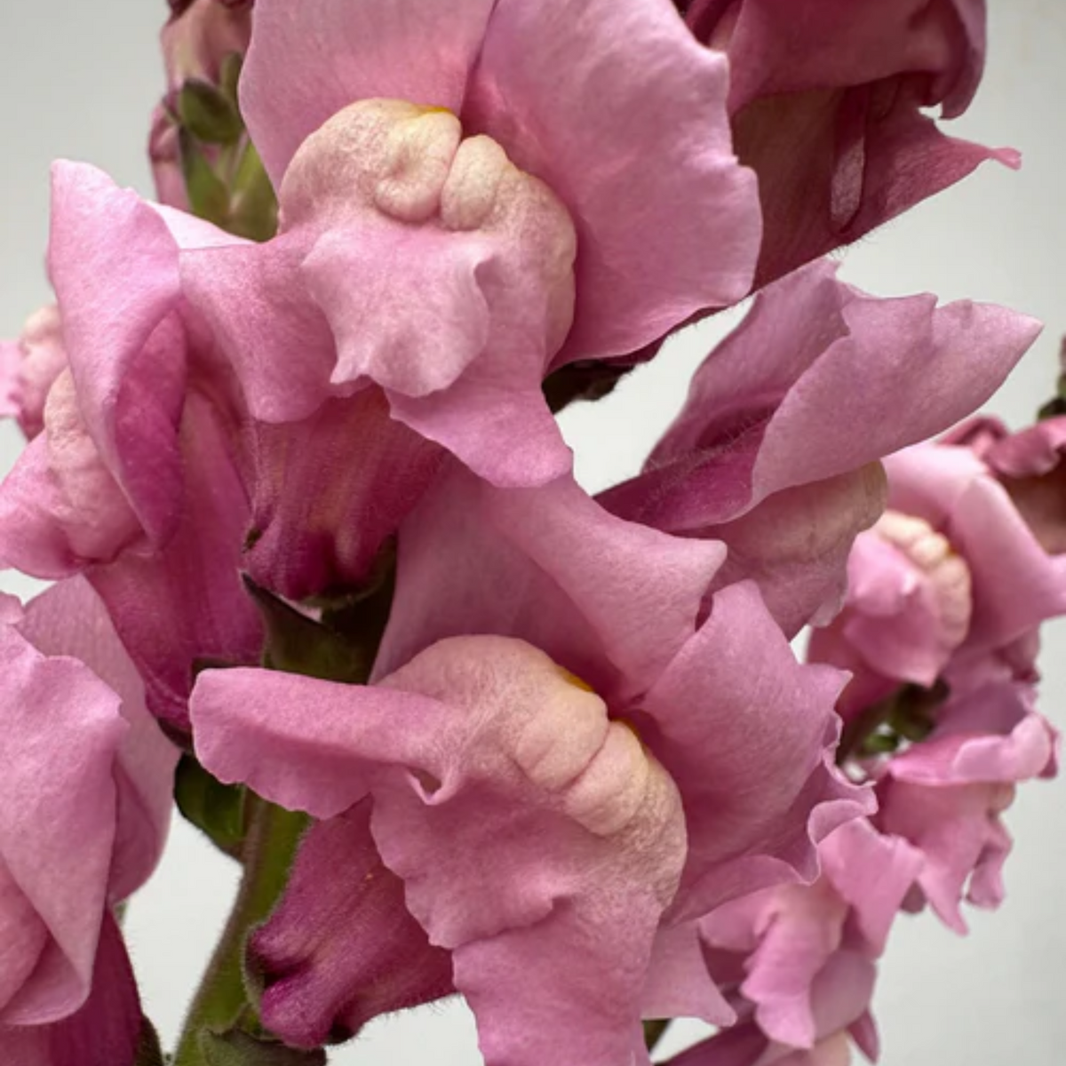 Costa Lavender Snapdragon Seeds - Cold Resistant, Potted, 30 seeds
