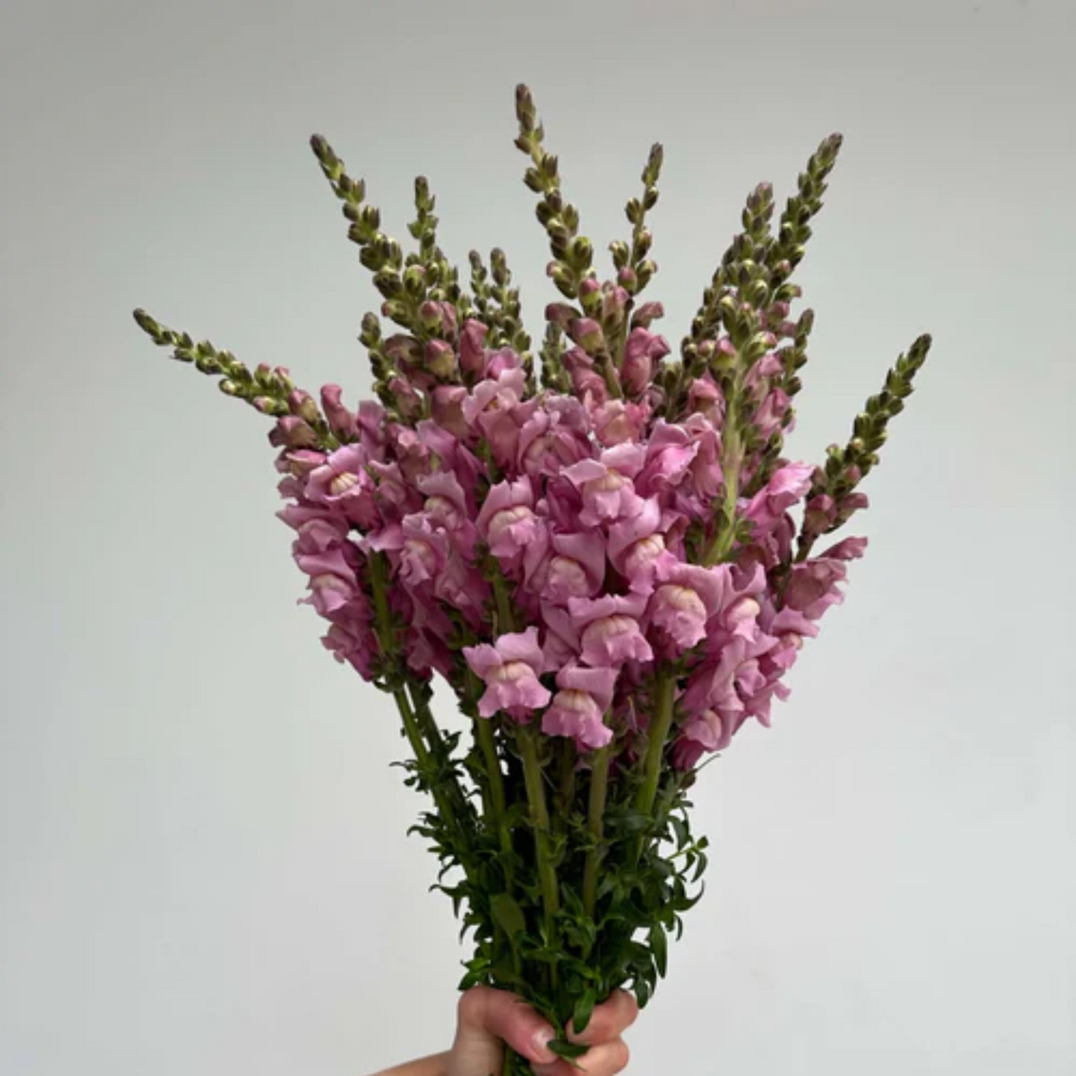 Costa Lavender Snapdragon Seeds - Cold Resistant, Potted, 30 seeds