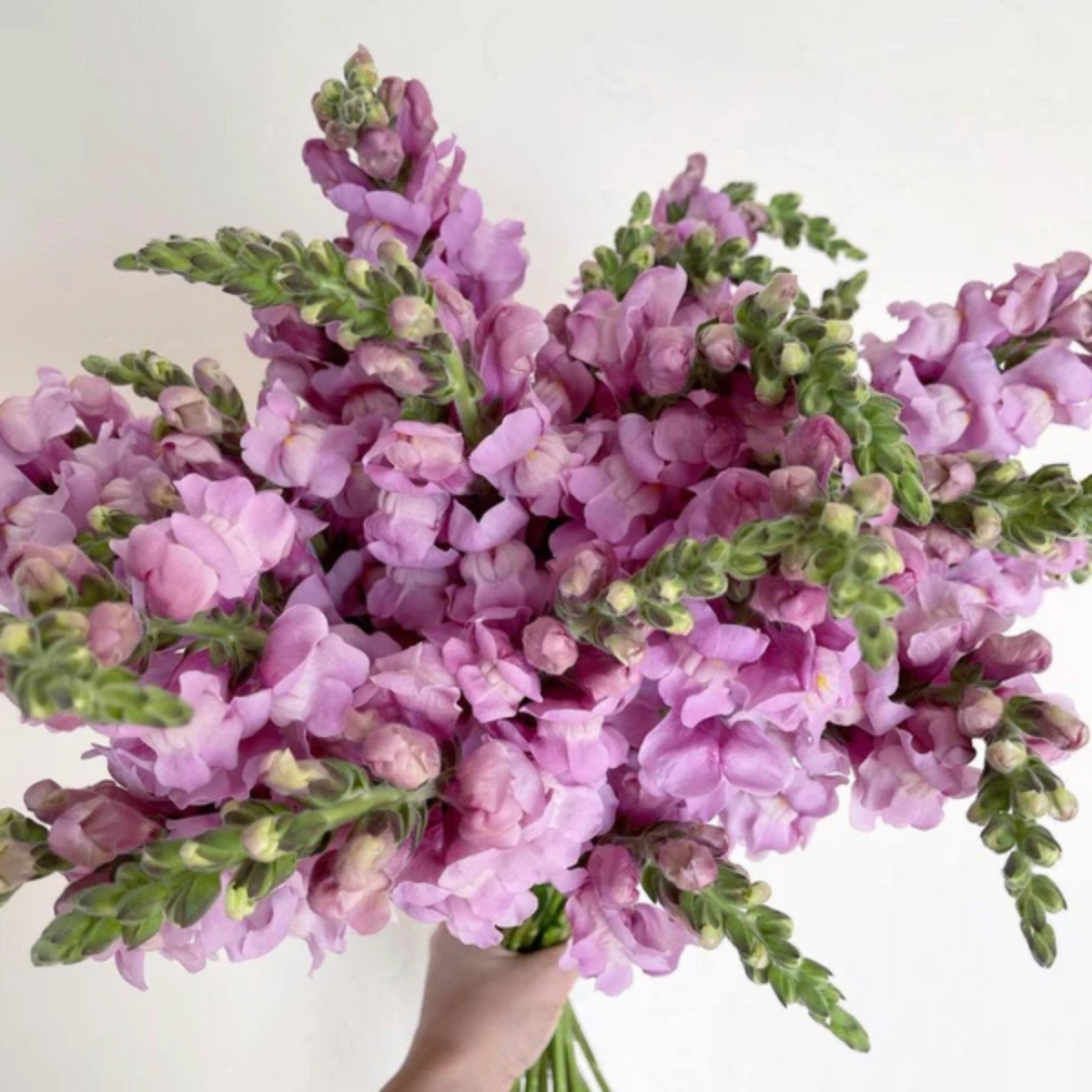 Costa Lavender Snapdragon Seeds - Cold Resistant, Potted, 30 seeds