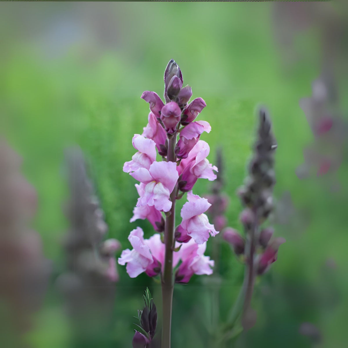 Costa Lavender Snapdragon Seeds - Cold Resistant, Potted, 30 seeds