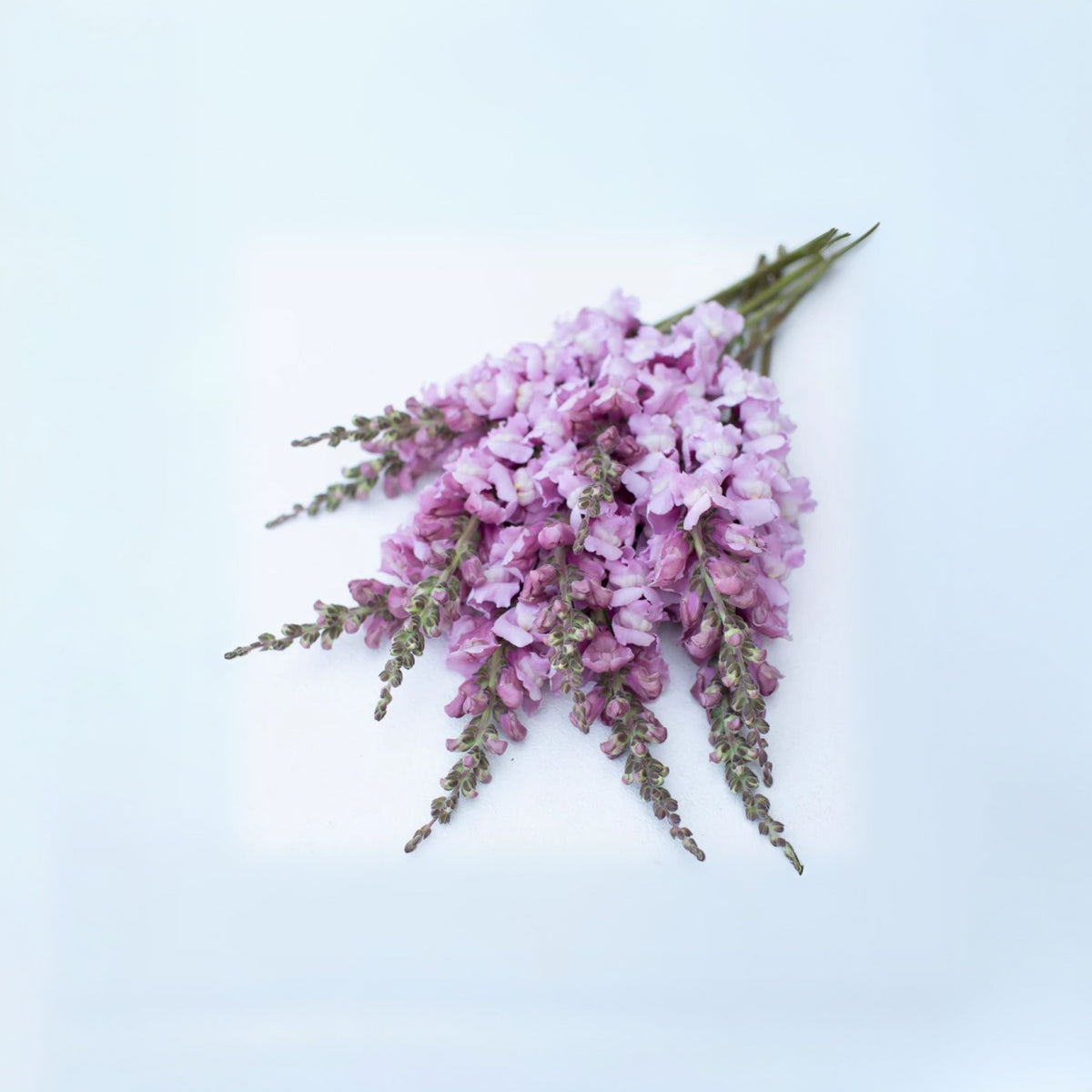 Costa Lavender Snapdragon Seeds - Cold Resistant, Potted, 30 seeds