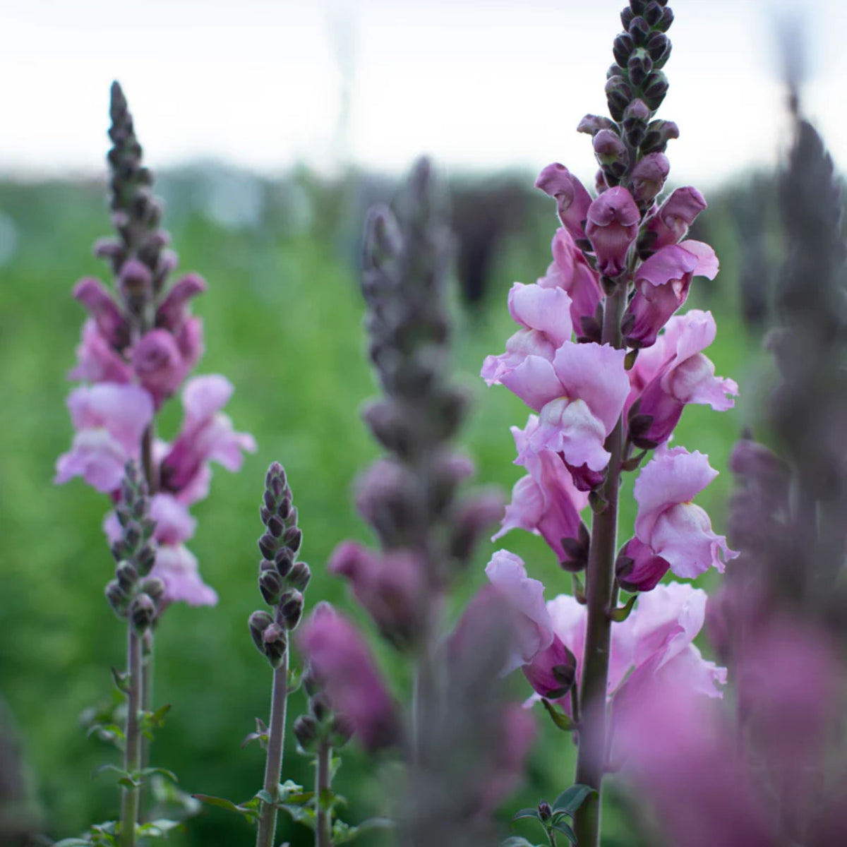 Costa Lavender Snapdragon Seeds - Cold Resistant, Potted, 30 seeds