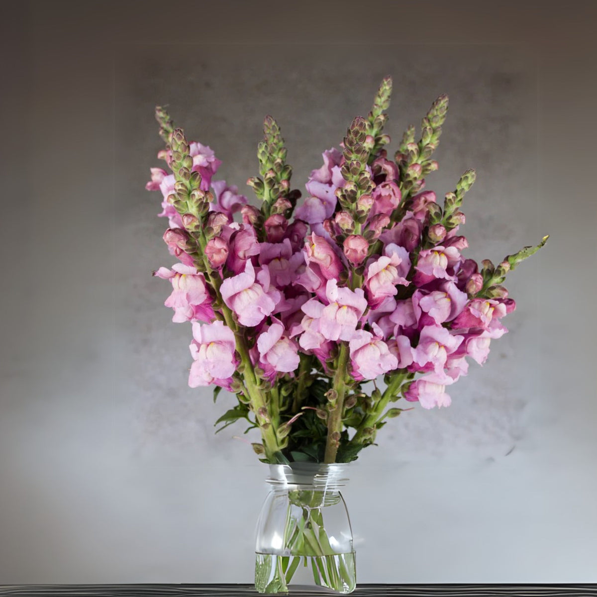 Costa Lavender Snapdragon Seeds - Cold Resistant, Potted, 30 seeds