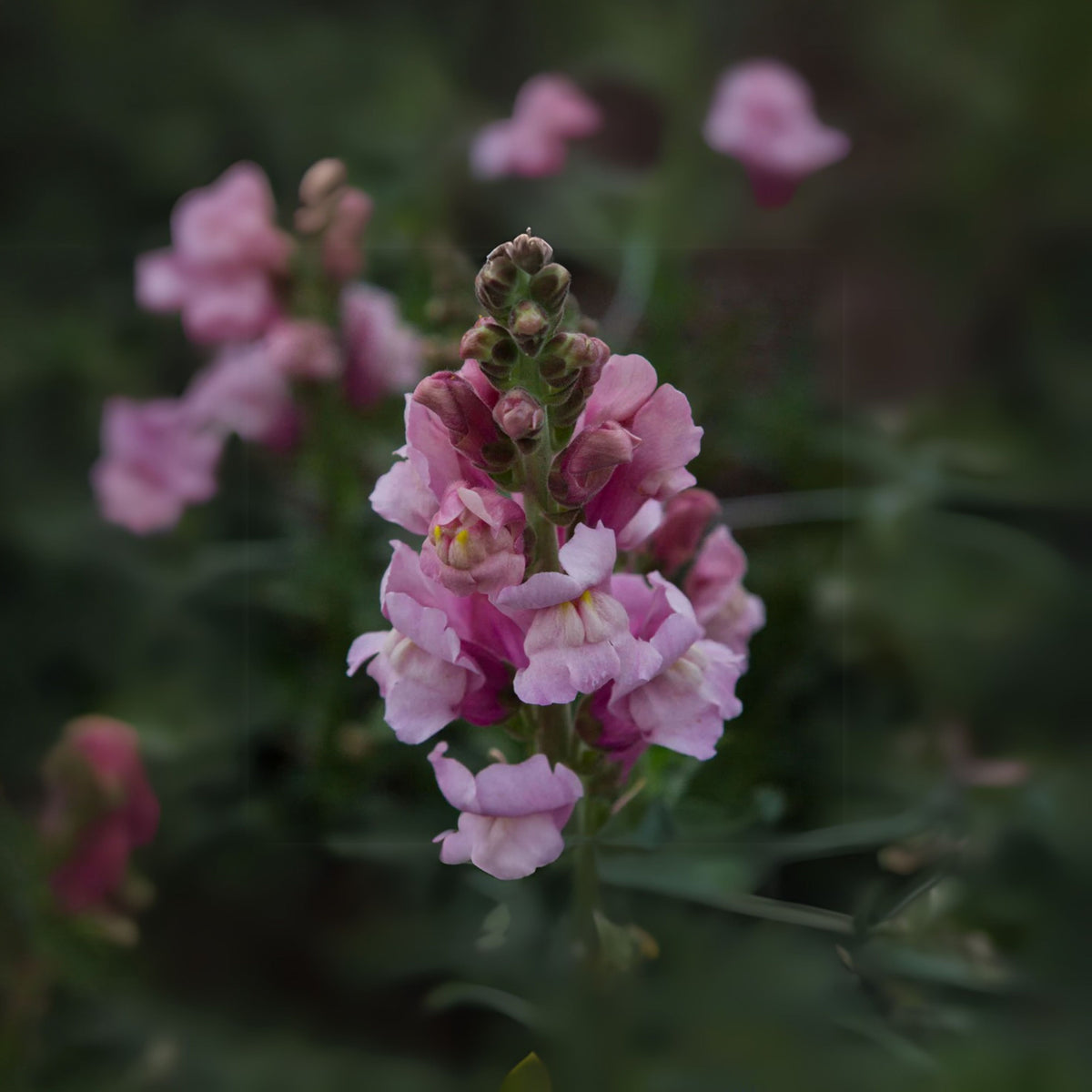 Costa Lavender Snapdragon Seeds - Cold Resistant, Potted, 30 seeds