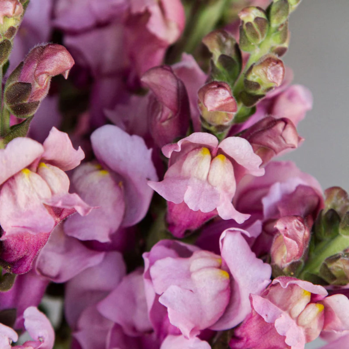 Costa Lavender Snapdragon Seeds - Cold Resistant, Potted, 30 seeds