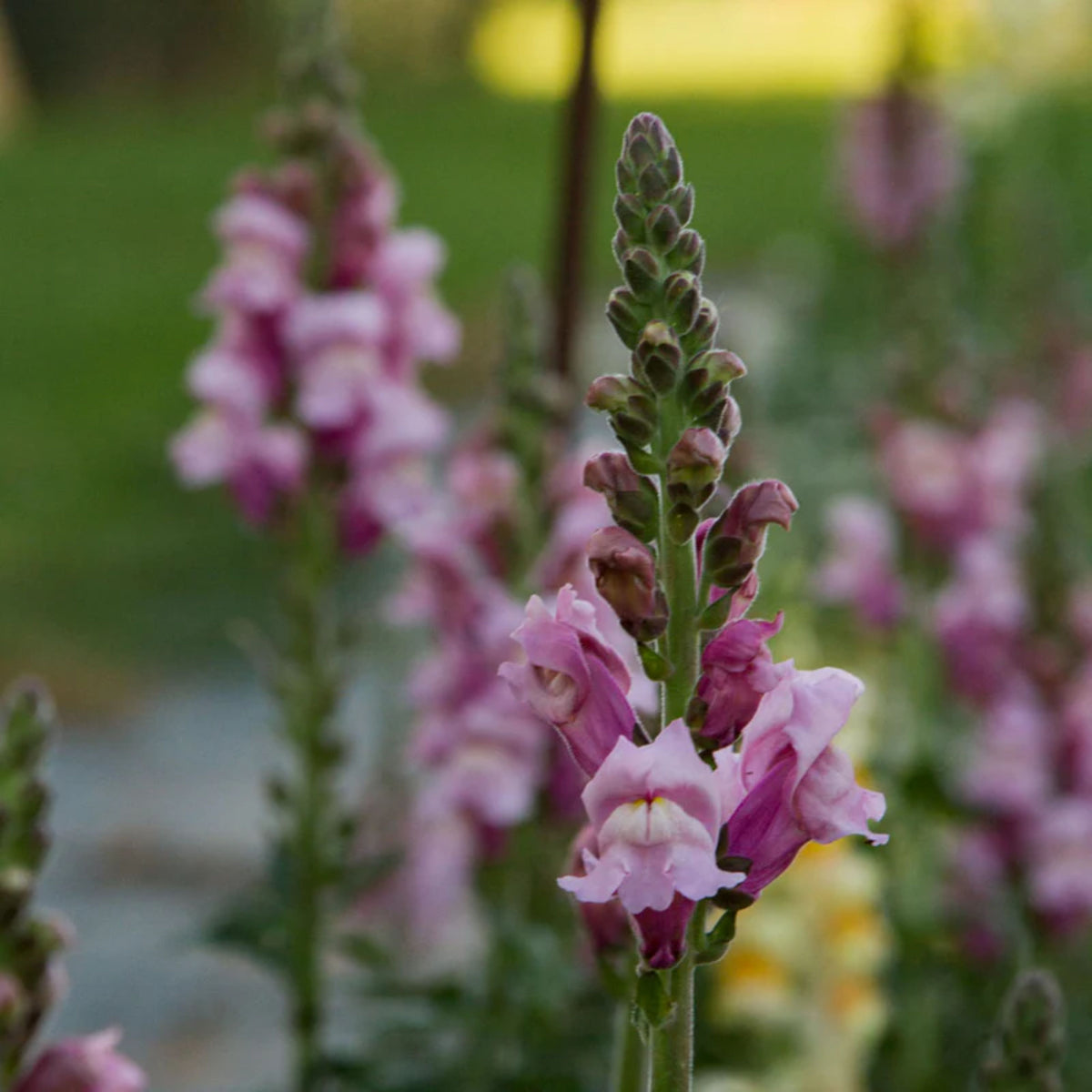 Costa Lavender Snapdragon Seeds - Cold Resistant, Potted, 30 seeds