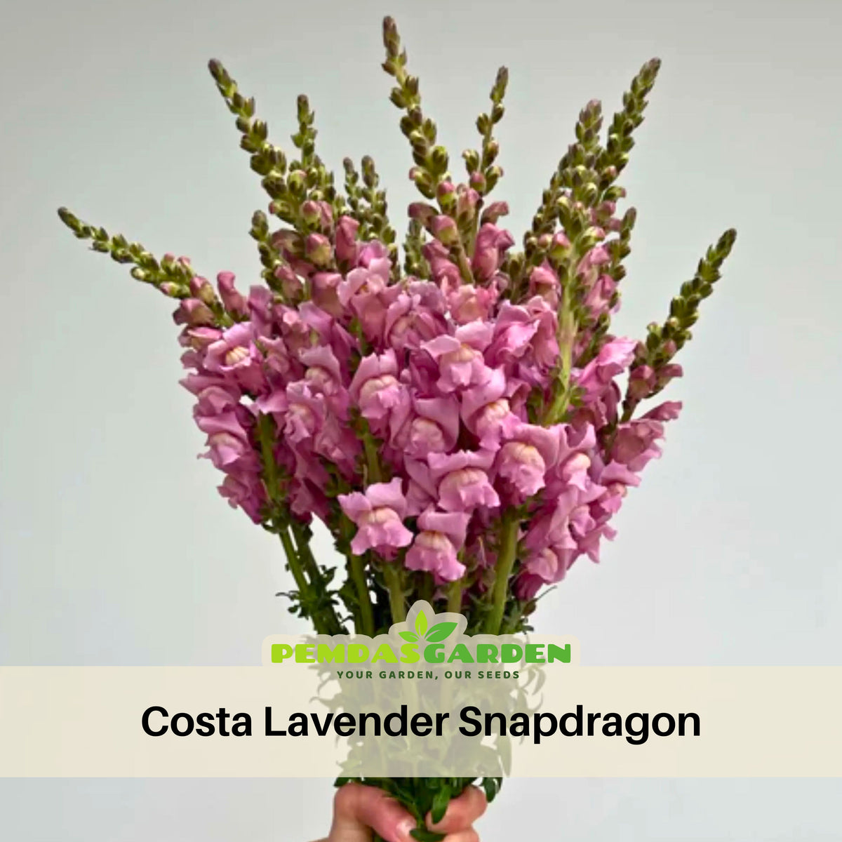 Costa Lavender Snapdragon Seeds - Cold Resistant, Potted, 30 seeds