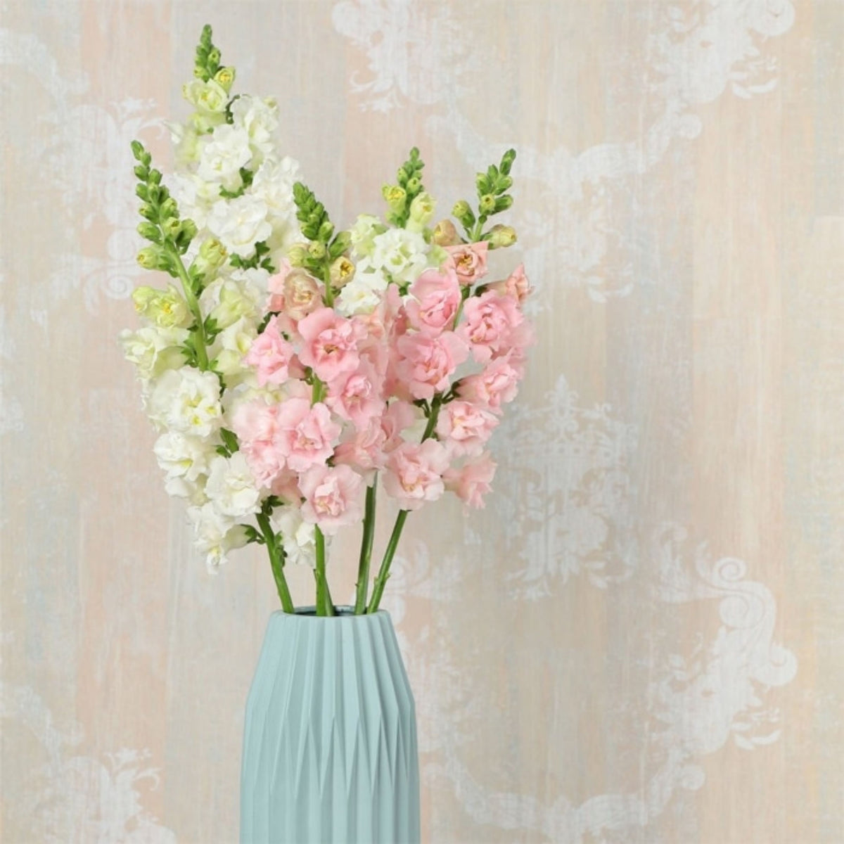 Snapstar Pink Snapdragon Seeds - Cold Resistant, 30 seeds