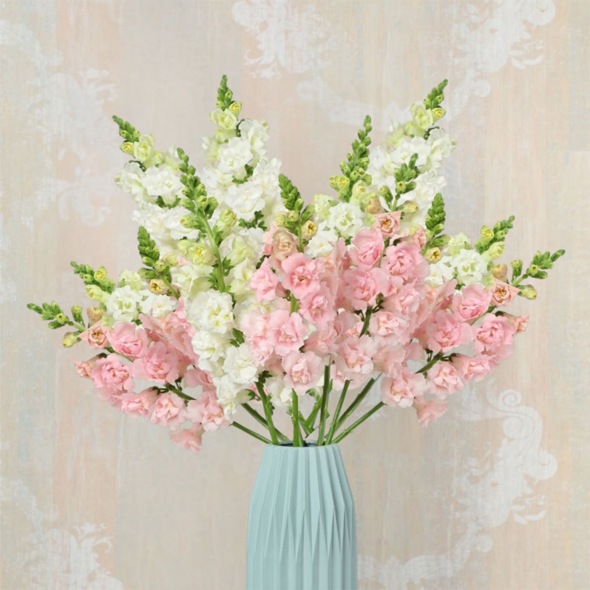 Snapstar Pink Snapdragon Seeds - Cold Resistant, 30 seeds