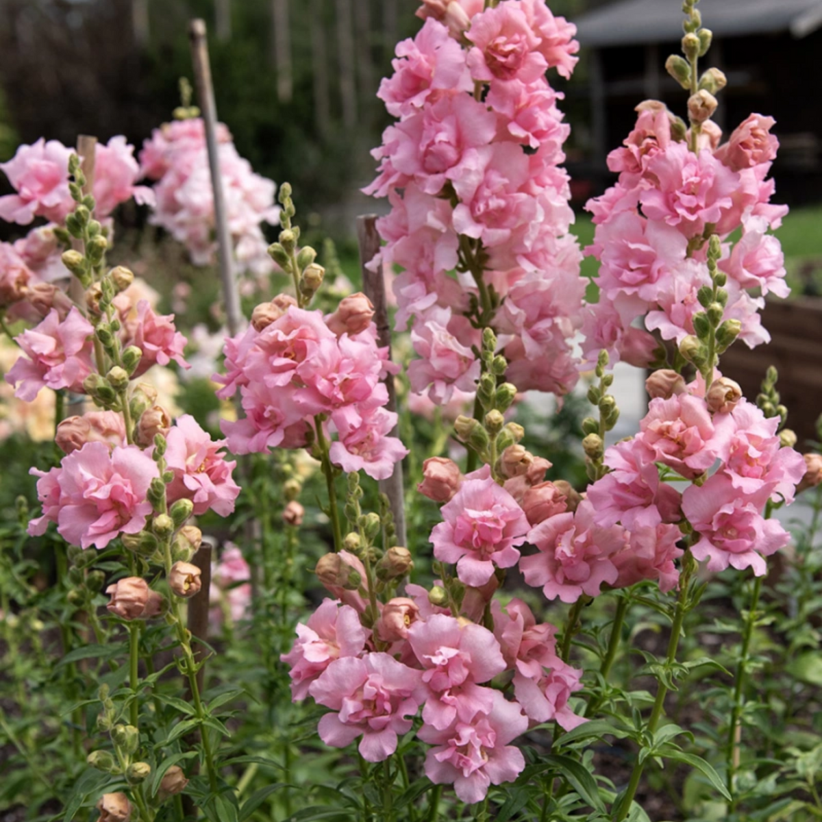 Snapstar Pink Snapdragon Seeds - Cold Resistant, 30 seeds