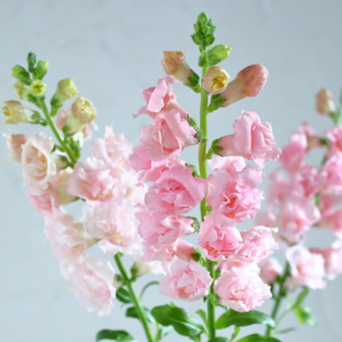 Snapstar Pink Snapdragon Seeds - Cold Resistant, 30 seeds