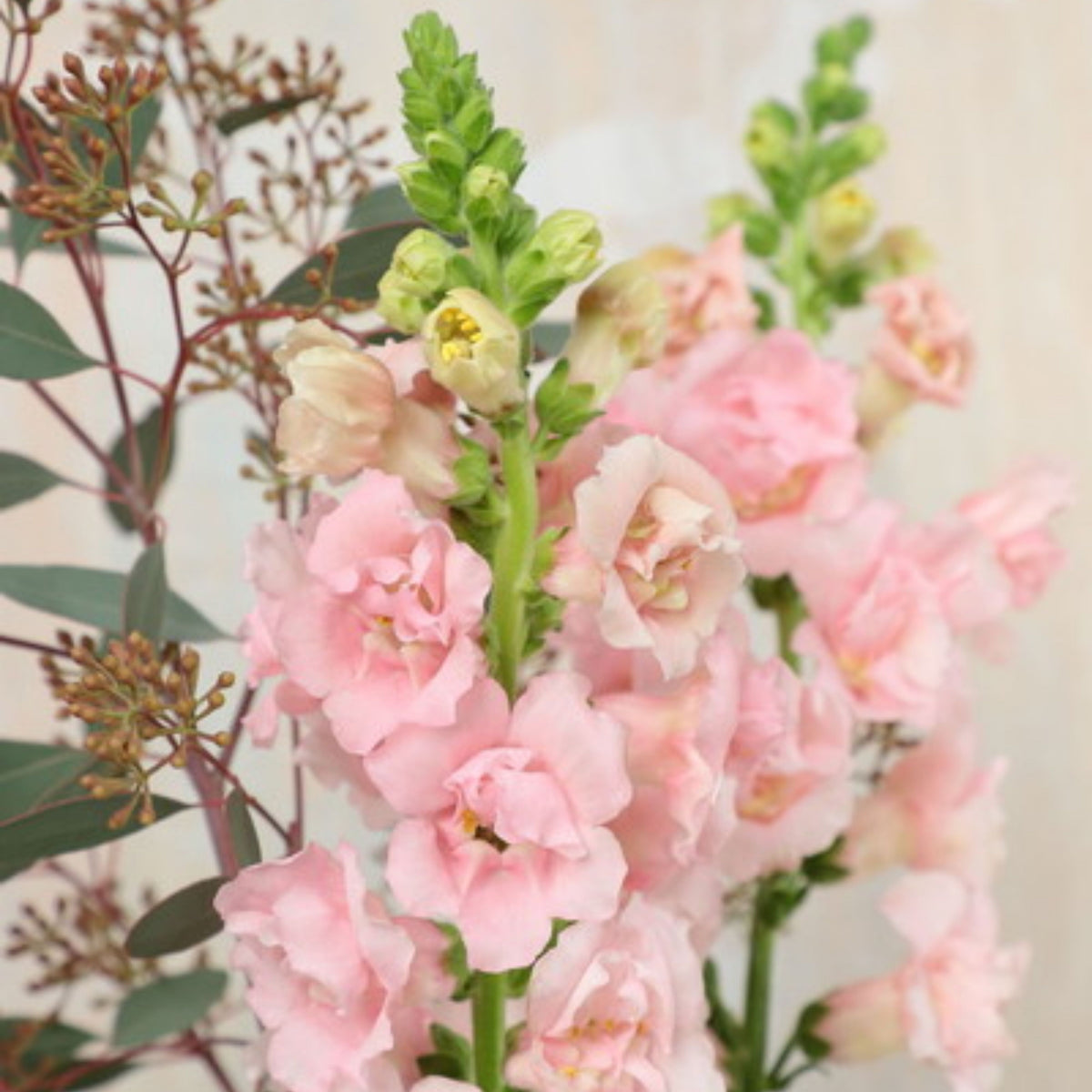 Snapstar Pink Snapdragon Seeds - Cold Resistant, 30 seeds