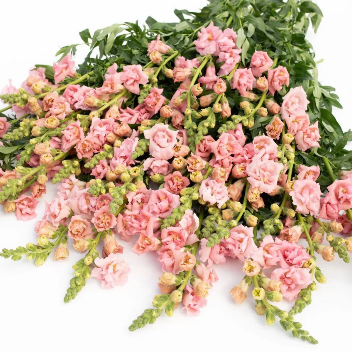 Snapstar Pink Snapdragon Seeds - Cold Resistant, 30 seeds