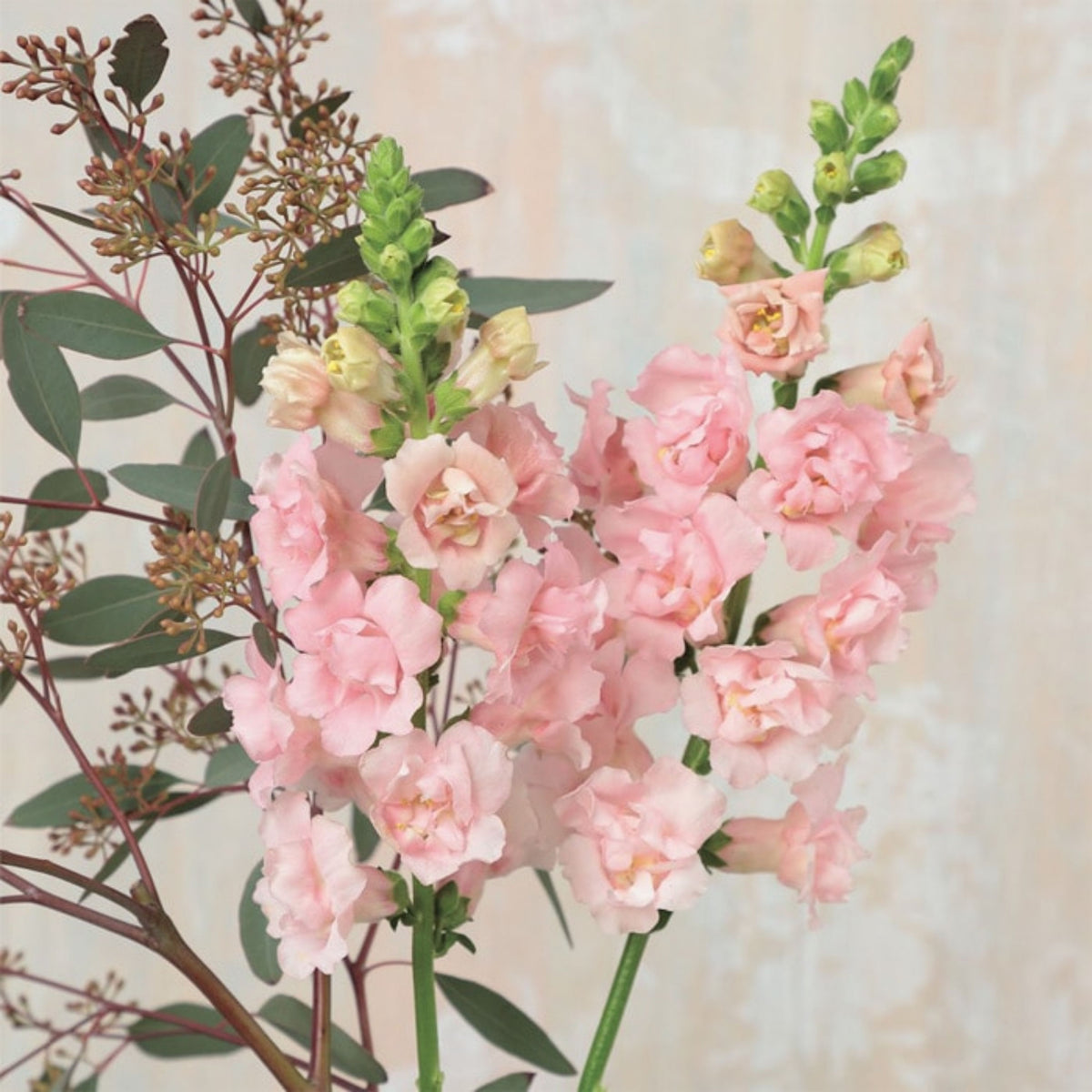 Snapstar Pink Snapdragon Seeds - Cold Resistant, 30 seeds