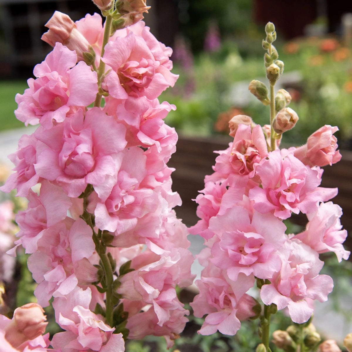 Snapstar Pink Snapdragon Seeds - Cold Resistant, 30 seeds