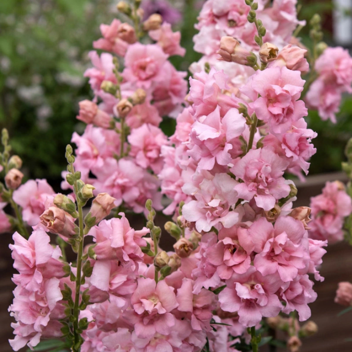 Snapstar Pink Snapdragon Seeds - Cold Resistant, 30 seeds