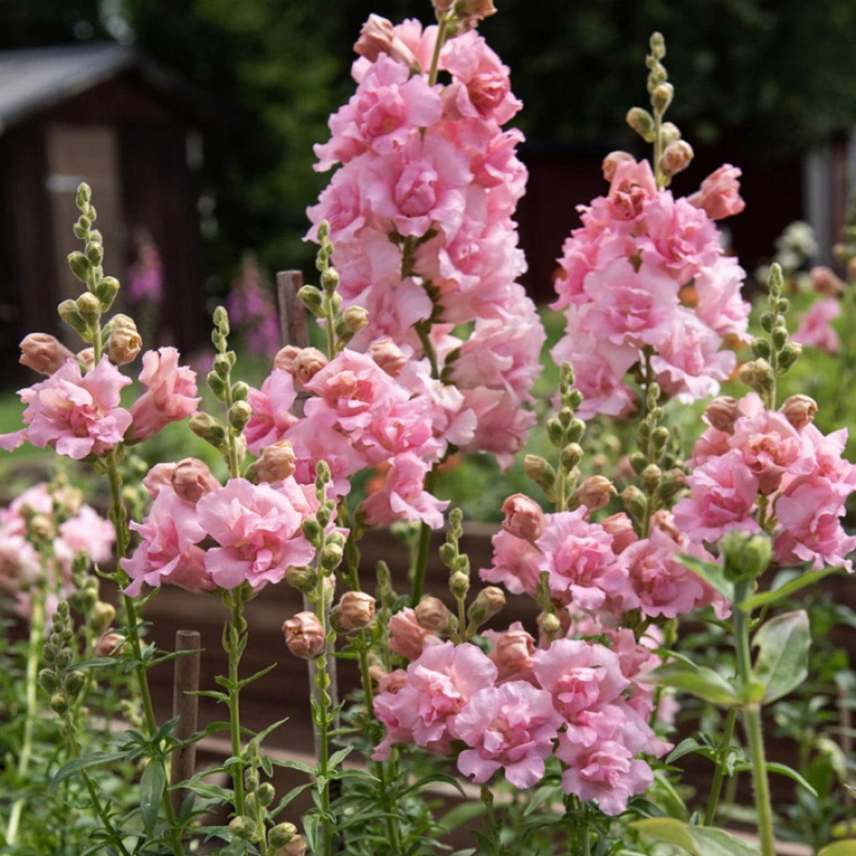 Snapstar Pink Snapdragon Seeds - Cold Resistant, 30 seeds