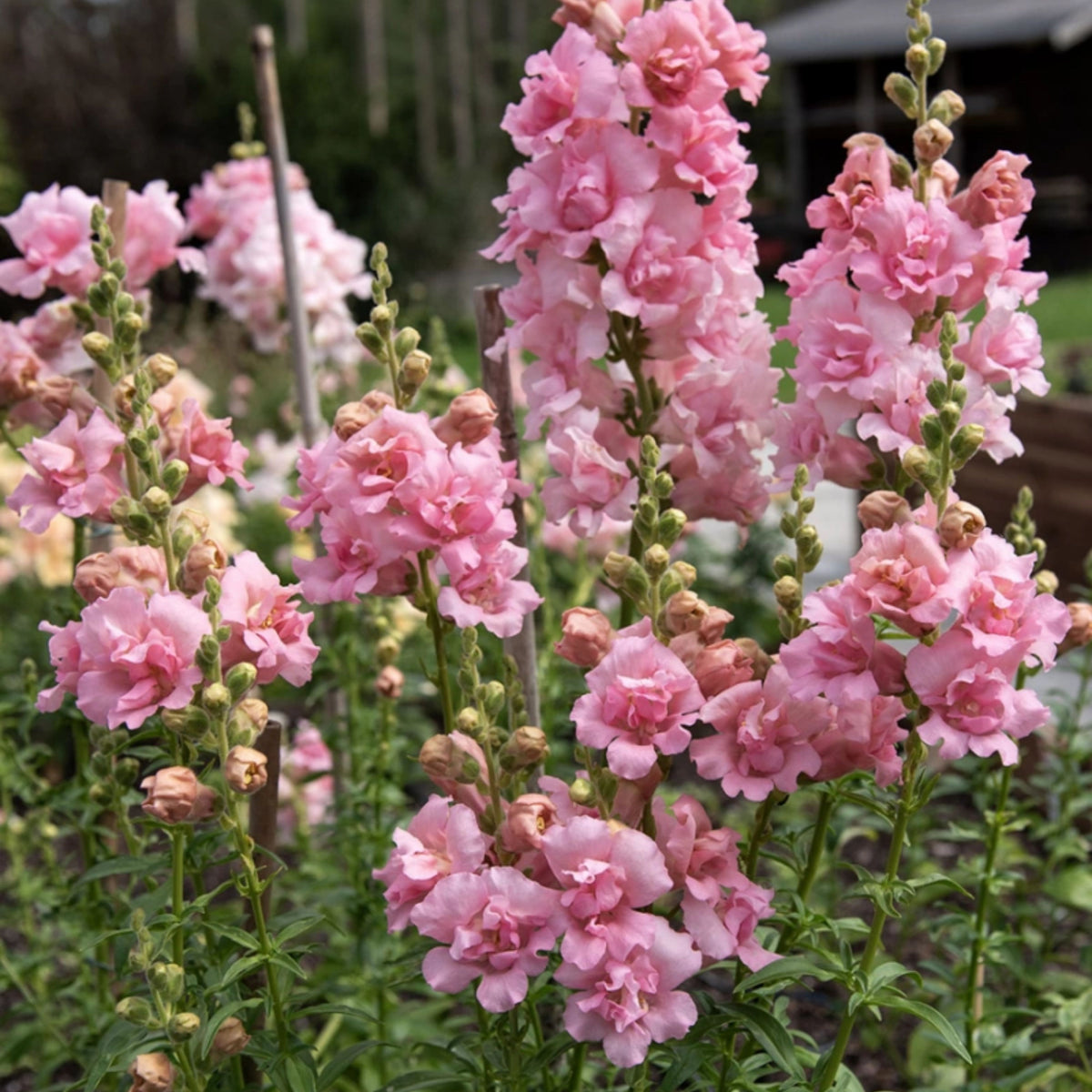 Snapstar Pink Snapdragon Seeds - Cold Resistant, 30 seeds