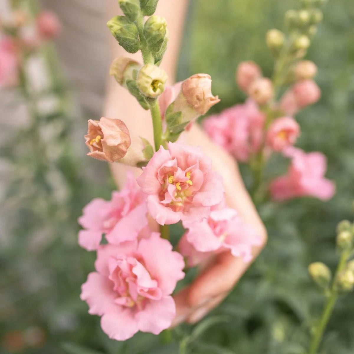 Snapstar Pink Snapdragon Seeds - Cold Resistant, 30 seeds