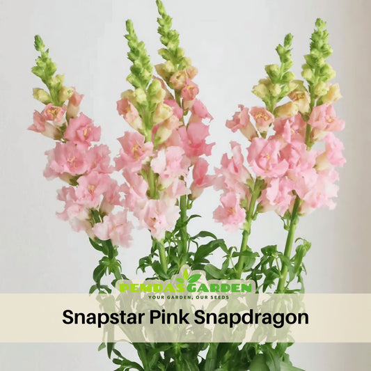 Snapstar Pink Snapdragon Seeds - Cold Resistant, 30 seeds