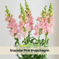 30 Seeds| Snapstar Pink Snapdragon Seeds - Cold Resistant -Attracts pollinators - Open-Pollinating - Plant before the frost/after frost - #55