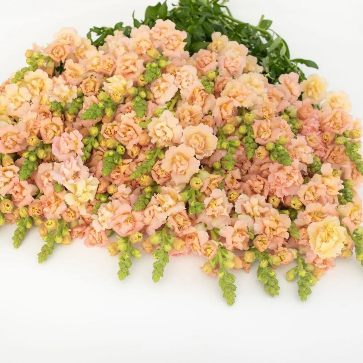 Snapstar Champagne Snapdragon Seeds - Cold Resistant, 30 seeds