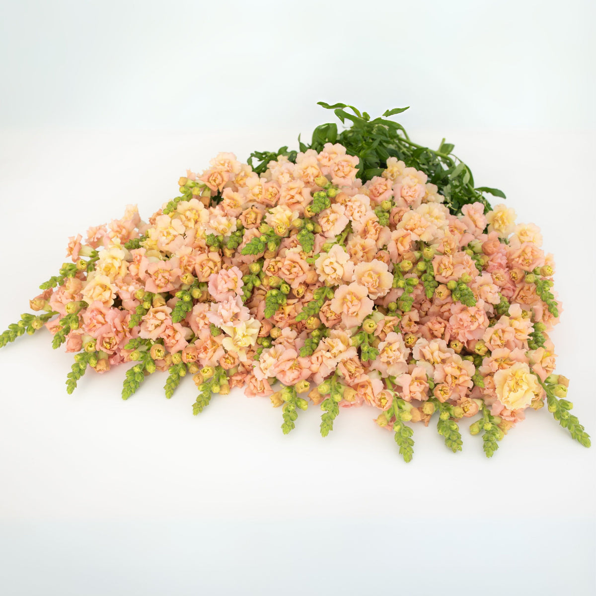 Snapstar Champagne Snapdragon Seeds - Cold Resistant, 30 seeds